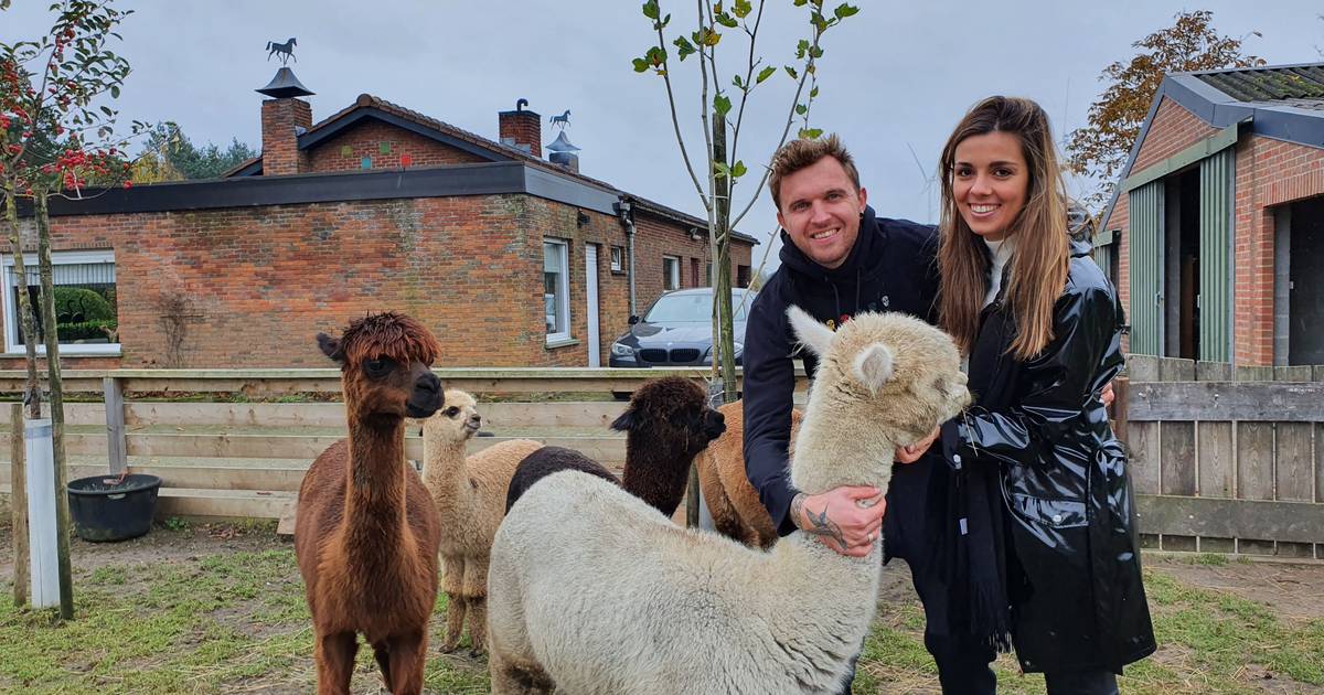 Alpaca farm