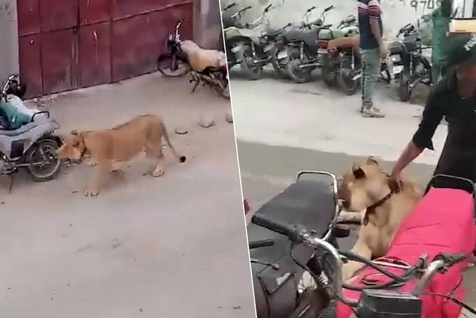 Lion in Karachi