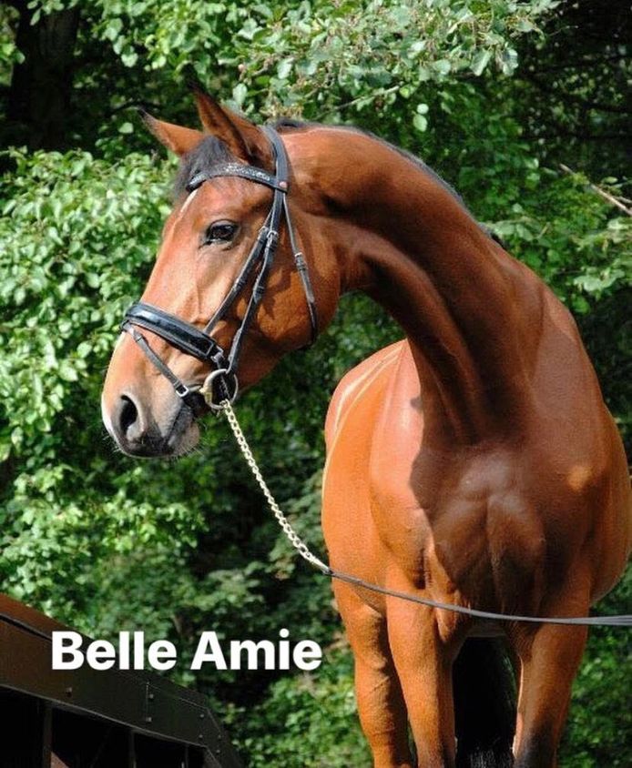 Belle Amie, één van de drie verdwenen paarden in Nuenen.
