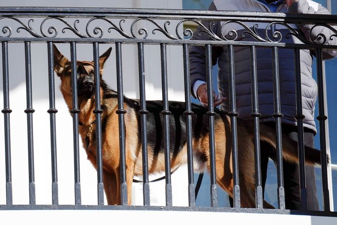 Etats-Unis : Le chien de la Maison Blanche accusé d'être un mordeur en série