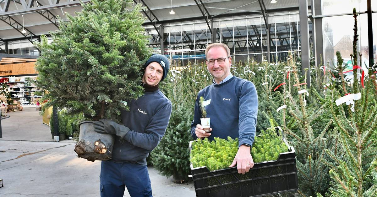 Aveve Roeselare lanceert opmerkelijke actie koop een kerstboom, krijg