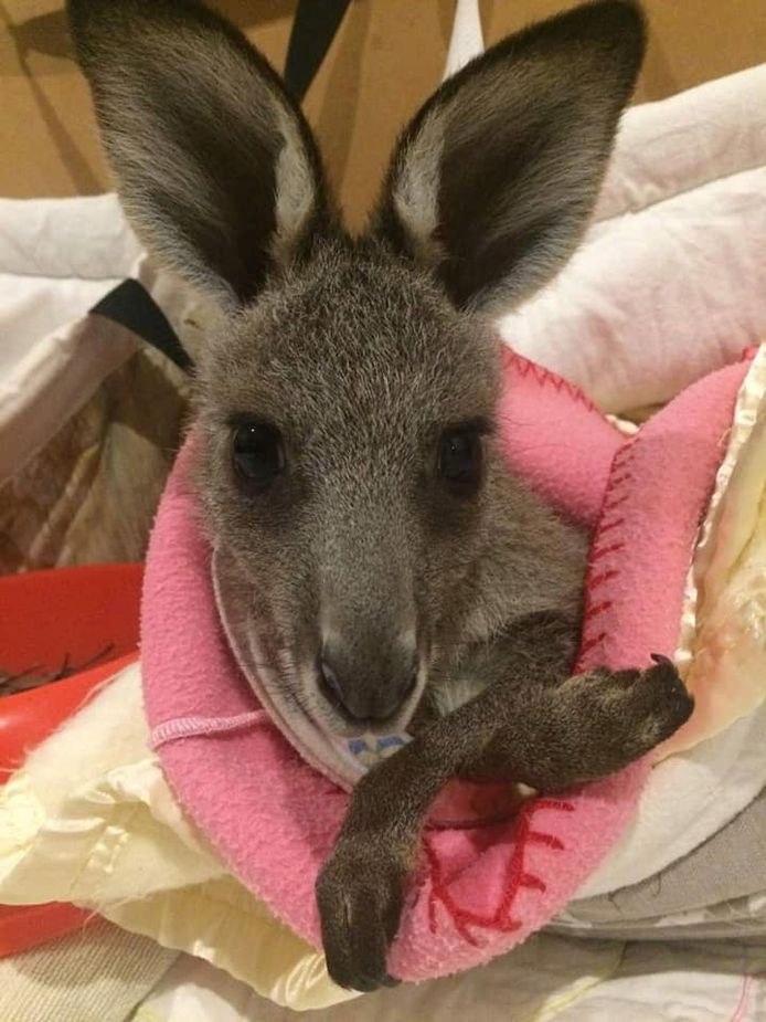 Vrijwilligers maken dekentjes voor dieren die getroffen werden door de Australische vuurzee.