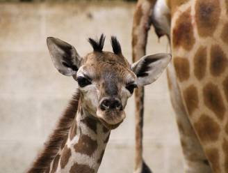 Kleine giraf geboren in Pairi Daiza: dit zijn de eerste beelden van het jong