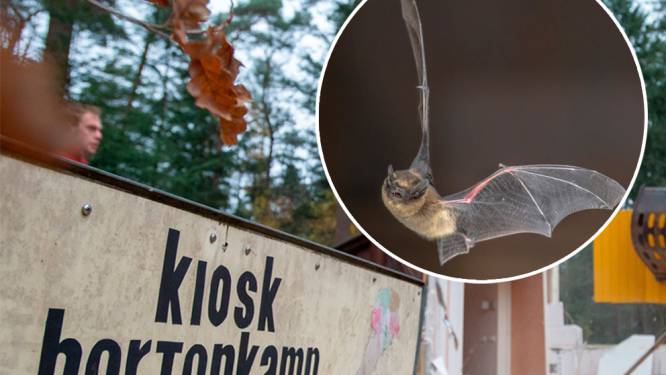 Zaten er vleermuizen in de gesloopte kiosk in Epe? 'Er viel niets meer te handhaven’ 