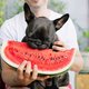 Huh? Het is dus heel gezond om je hond soms wat fruit te geven