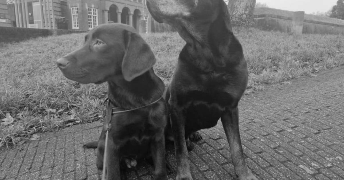Duikers vinden overleden hond Rocky na bootongeluk in Den Bosch: ‘Heftige en emotionele duik’.