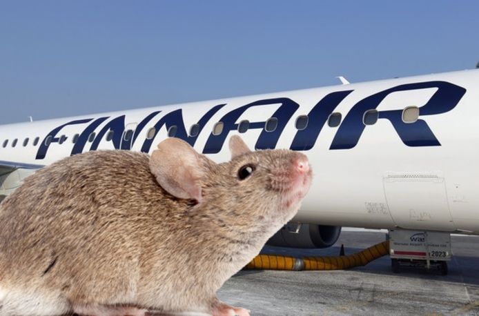 In een toestel van Finnair zaten muizen, waardoor de vlucht werd vertraagd.