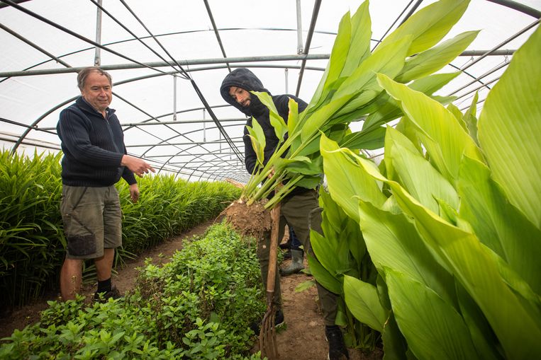 Veganboer Mark Van Hove in Bekkevoort Beeld Mine Dalemans