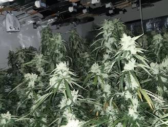 Grote wietkwekerij met 330 planten gevonden in Bosch appartement 