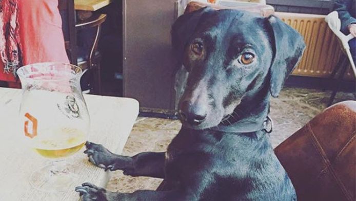 Noten Wit Brood Avocado En 12 Andere Dingen Die Je Hond Niet Mag Eten Dieren Hln Be