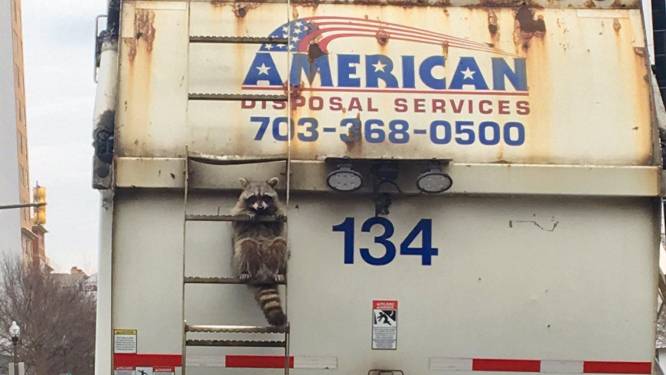 Wasbeer lift 11 kilometer mee met vuilniswagen