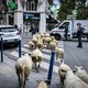 “Geen enkel dier werkt zichzelf dood. Zo dom zijn dieren niet”