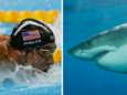 Olympische zwemlegende Michael Phelps neemt het op tegen ... een witte haai
