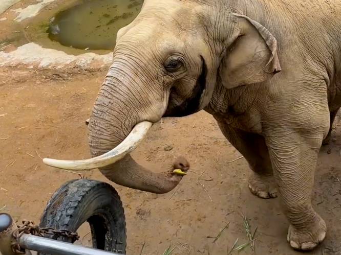 Lieve olifant Shanmai geeft gevallen kinderschoentje terug in zoo