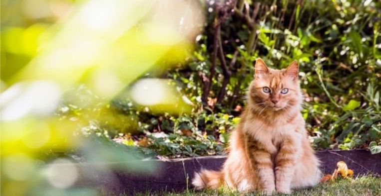 Wordt jouw tuin als kattenbak gebruikt? Zó verjaag je katten op een