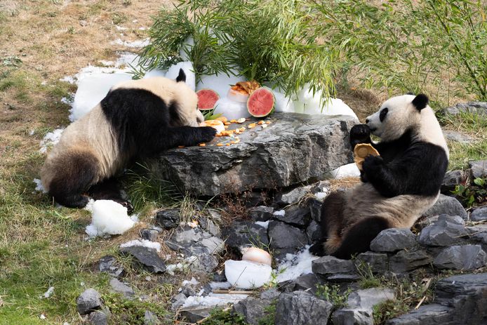 Bao Di en Bao Mei werden afgelopen weekend al getrakteerd op taart en hun lievelingsfruit.