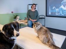 Afwijkend kattengedrag? Leer je mysterieuze huisgenoot kennen met een speciale therapie