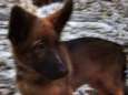 Rusland schenkt Frankrijk politiehond na het overlijden van Diesel