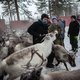 Opnieuw is de inheemse Sami-gemeenschap het slachtoffer