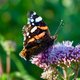 Waarom u ook in de winter muggen en vlinders ziet opduiken