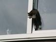 Vooral in warme periodes krijgt de Dierenambulance regelmatig telefoontjes over katten die bekneld zitten in een kantelraam.