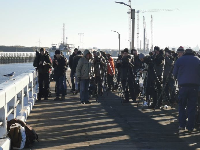 De aanwezigheid van een zeldzame Ross' meeuw lokt een massa vogelspotters naar Nieuwpoort. Op de foto van Luc David te zien, is het dier niet eens schuw.
