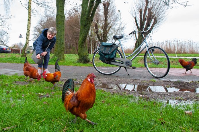 Loslopende hanen tegenover het zwembad in Haastrecht. Alie Roelofsen (57) voorziet ze dagelijks van stukjes brood.