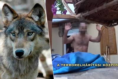 KIJK. Beroemde wolf doodgeschoten door negenjarig kind in Hongarije: beelden tonen hoe vader door indrukwekkende politie-eenheden wordt opgepakt