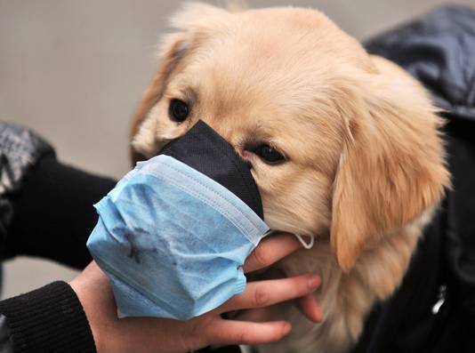 Bezorgde dierenvrienden doen hun hond of kat maskertjes op tegen het virus.
