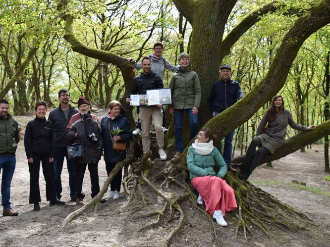 Eeuwenoude hakhoutstoven op Konijnenberg verkozen tot 'Erfgoedboom van het Jaar’: “Deze bomen bepalen het landschap hier”