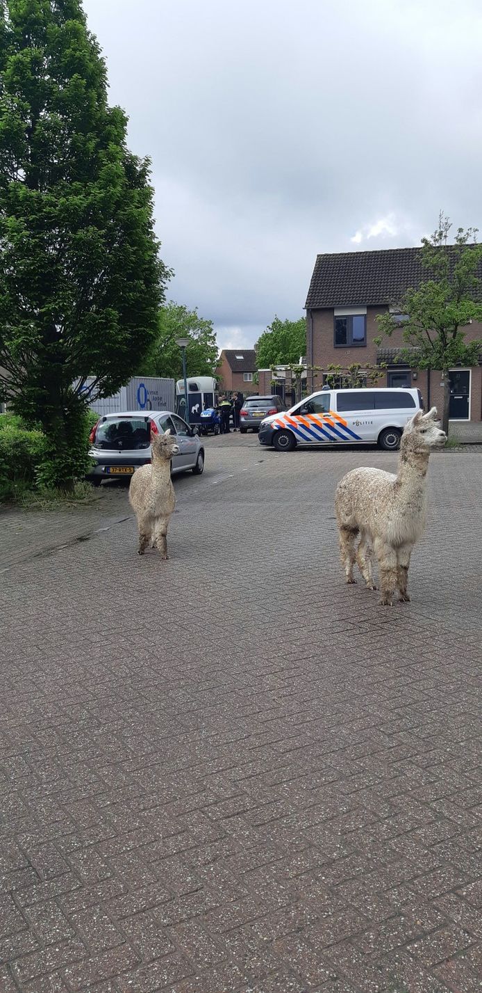 De loslopende alpaca's in Klundert.