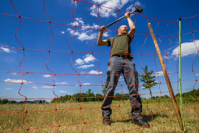 Hans Hasper van Wolf-Fencing Nederland slaat een paal in de grond bij een van de hoeken van het schriknet dat geplaatst werd aan de Mortelweg Vlijmen om de schaapjes te beschermen tegen de Brabantse Wolf.