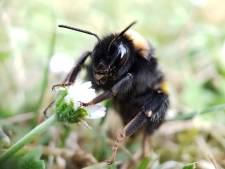 Zet je tuin vol bloemen, anders verdwijnt de hommel uit Nederland