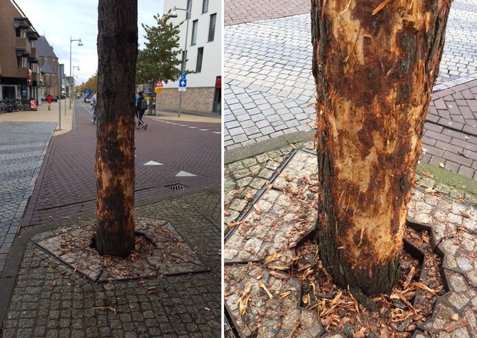 De beschadigde boom op het Stationsplein van Apeldoorn.