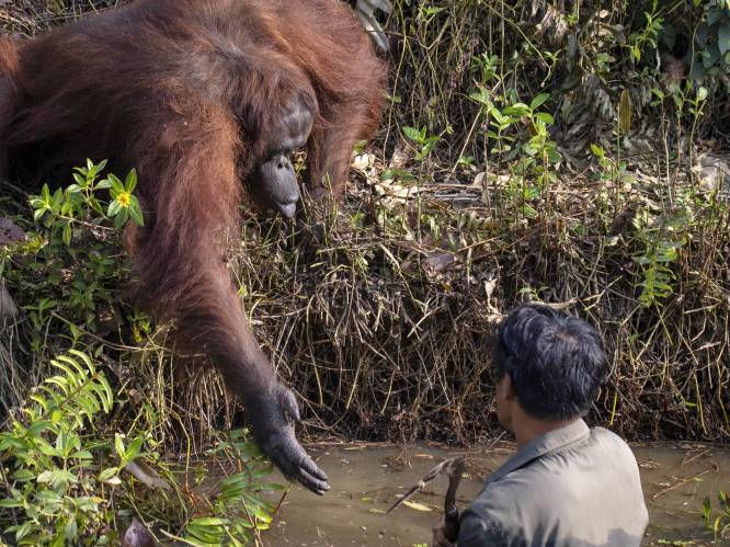 Het opvallende moment waarop orang-oetan man die vast lijkt te zitten in rivier de hand reikt