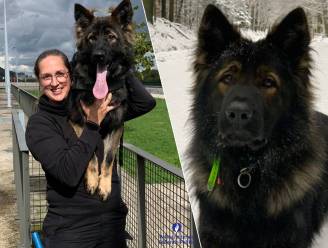 Nog maar 6 maanden opgeleid, maar politiehond Yuki redt alweer een leven