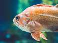 Geen grap: ook goudvissen kunnen een depressie krijgen