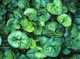 Deze planten geven de tuin een glans (maar benadelen hun doffe buren)