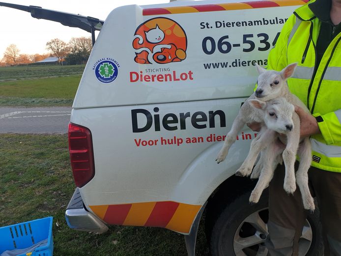 Twee lammetjes zijn hun moeder kwijt.