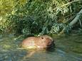 Lezersfoto van Oskar Verplak: een bever in de Dommel.