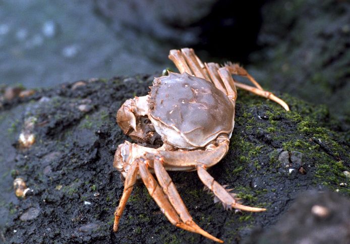 Een wolhandkrab.