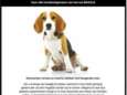 GAIA vraagt met opmerkelijke campagne aandacht voor dierproeven met honden: “Elk jaar nog meer dan 1.000 proeven op honden in België”