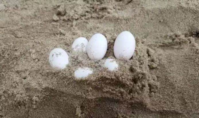 Enkele van de eieren die de leerlingen in de zandbak van hun school aantroffen.