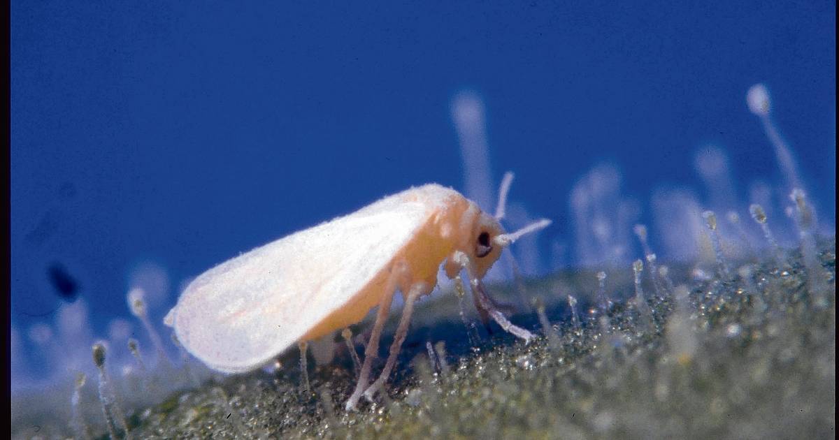 Witte vliegjes, zoeven lachend door de mazen van mijn vliegenmepper
