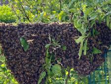 Lotte schrikt zich een hoedje; opeens zwermen er 35.000 bijen in haar tuin: ‘Wat moet ik doen?’ 