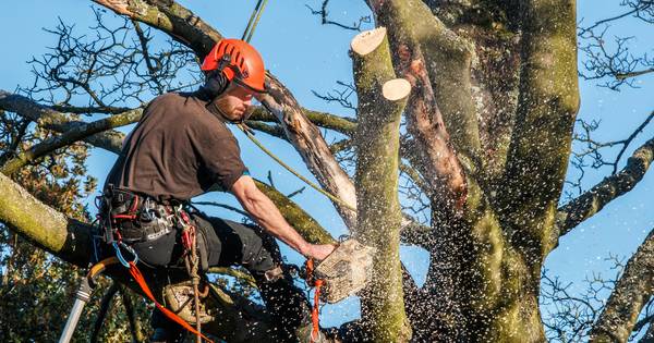 Raalte laat 'beschermwaardige' particuliere bomen niet zomaar kappen - De Stentor