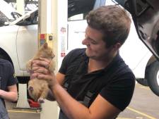 Monteurs ontdekken kitten onder motorkap van auto: ‘Voor ons de eerste keer’
