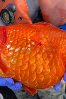 Des poissons rouges géants menacent les bassins d’eaux pluviales au Canada: “Sommes-nous en train de créer des super-envahisseurs?”