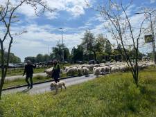 Bèèh: dit is waarom er 323 schapen door het centrum van Nijmegen lopen [VIDEO]