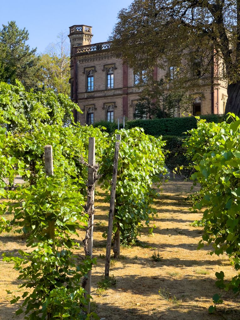 Freiburg en omgeving staan bekend om eeuwenoude wijngaarden. Er liggen er zelfs nog twee in het centrum van de stad.  Beeld Louël de Jong